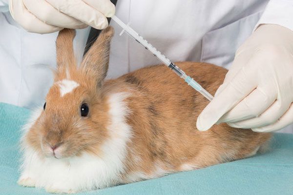 vacuna conejo