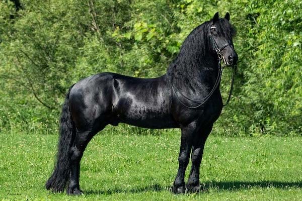 el caballo mas bonito del mundo - 4 El frisón