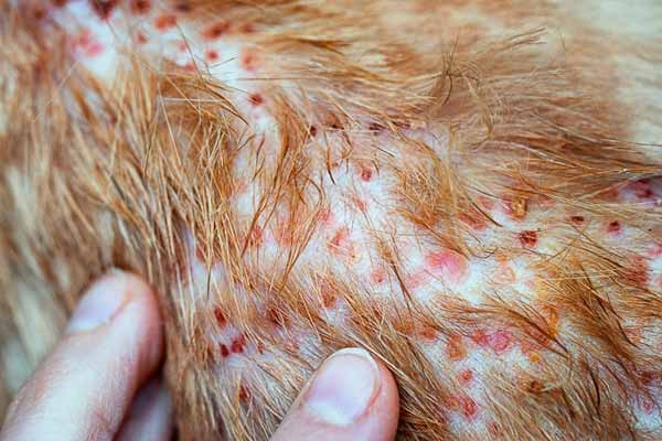 gatos con dermatitis miliar