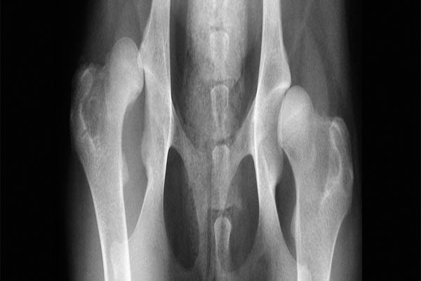 radiografia displasia de cadera perro