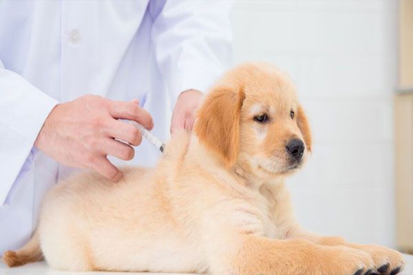 vacunación de un cachorro