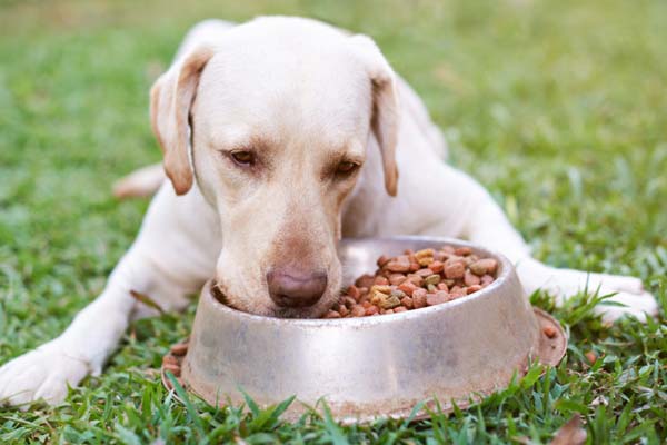alergia alimentaria en perros