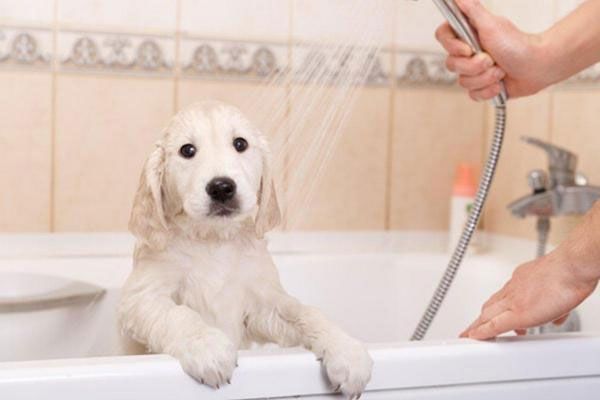 higiene de un cachorro