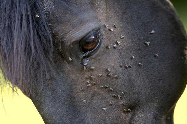 desparasitación externa en caballos 