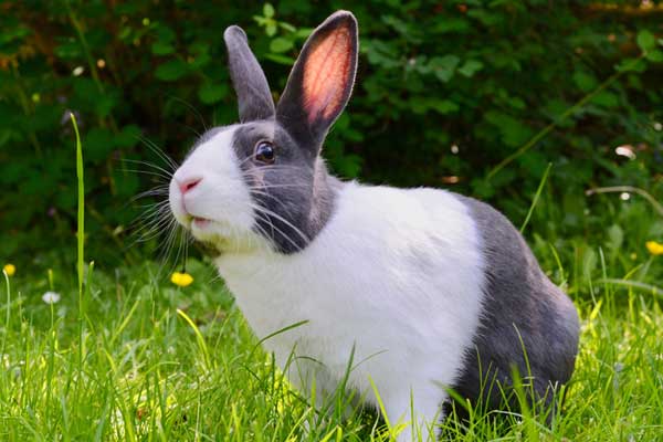 ventajas de esterilizar a un conejo