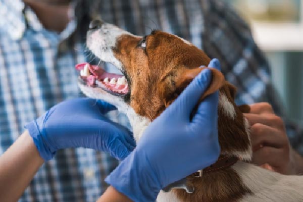 perro en veterinario por espiga