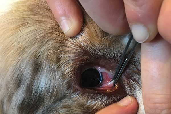 tratamiento thelazia en perros