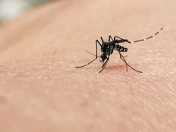 El animal más peligroso del mundo - 2 El mosquito